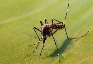 MLA mousitque tigre Aedes albopictus ARS OI