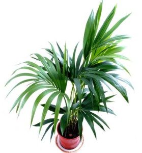 kentia - palmier - plante dépolluante